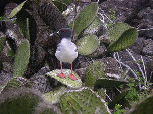 swallowtail gull on Opuntia cactus